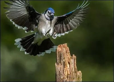 Est-il quelqu'un d'amical ?