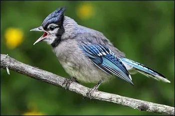 Les juvéniles ressemblent-ils aux mâles ?