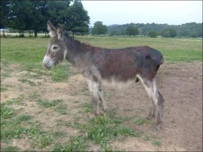 Gris...comme le petit âne chanté par Hugues Aufray. Où se déroule l'histoire du petit âne ?