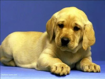 Jaune...comme le chien que l'on rencontre sur un porte-avions. Quel est son rôle ?