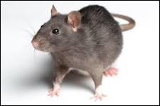 Commençons avec une question facile. Combien de temps vit un rat en moyenne ?