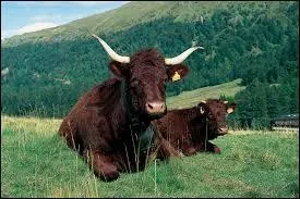 En bretagne, on trouve des vaches de la race salers.