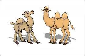 Le dromadaire à deux bosses.