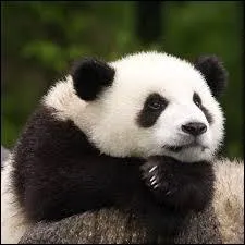 Il existe actuellement qu'une espèce de panda sur la planète.