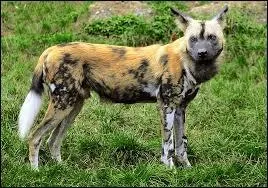 Le lycaon est un mammifère qui appartient à la famille des félins.