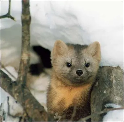 La zibeline est une petite espèce de mammifère carnivore.