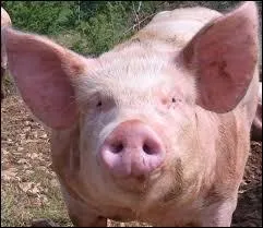 Le verrat est le nom qu'on donne à un cochon mâle reproducteur.