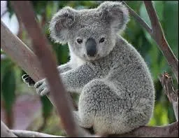 Les koalas mangent que des feuilles et des écorces d'eucalyptus.