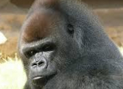 Quiz Les primates (3) - Le gorille de l'Ouest
