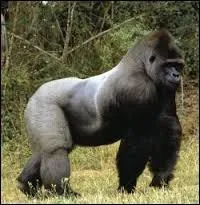 Quelle est sa taille moyenne ?