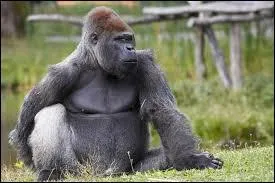 Combien de femelles y a-t-il dans un groupe, en moyenne ?