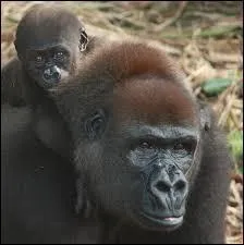 Quelle récente épidémie fut dramatique pour beaucoup d'individus de cette espèce ?