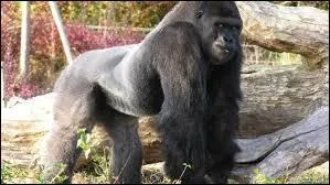 Sur quel continent vit-il majoritairement ?