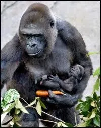 Quelle est la taille moyenne d'un mâle ?