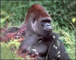 La femelle pèse en moyenne :