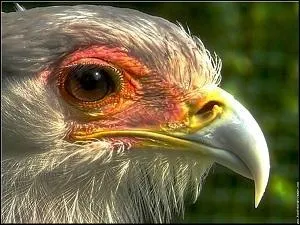 La femelle ressemble au mâle.