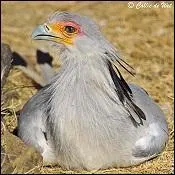 Que fait-il pendant la parade nuptiale ?