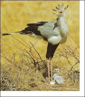 Quelle est la nourriture préférée du messager sagittaire ?