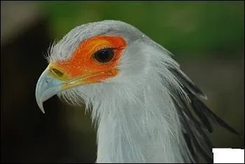 Quel autre nom porte le messager sagittaire ?