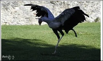 Combien la femelle pond-elle d'ufs ?