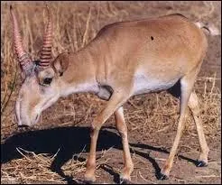 Quelle est la longueur de la gestation de l'esp&egrave;ce ?