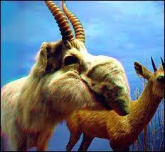 En endurance, &agrave; quelle vitesse cette antilope peut-elle aller ?