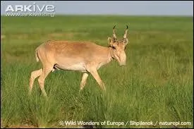 De quelle langue le terme &laquo; sa&iuml;ga &raquo; est-il issu ?