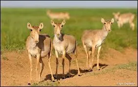 Quelle est la longueur moyenne de son corps ?