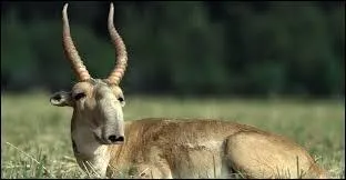 Quelle est la longueur de ses cornes ?