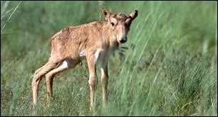 Au garrot, sa hauteur est environ &eacute;gale &agrave; :
