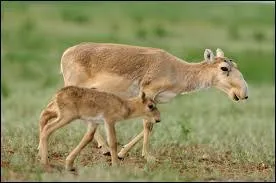 Le poids de l'adulte varie entre 21 kg et :