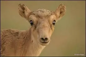 En vue frontale, quelle lettre les cornes de la sa&iuml;ga dessinent-elles ?