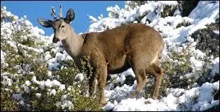 Les m&acirc;les les plus lourds peuvent atteindre :