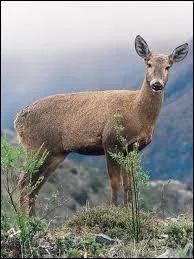 Le huemul est :