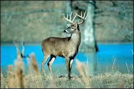 Dans lequel de ces pays ne risquez-vous pas de le trouver ?