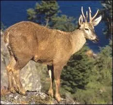 Les pattes de l'huemul :