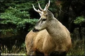 O&ugrave; se r&eacute;fugie-t-il en hiver ?