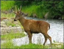 Quelle est la taille maximale qu'il puisse atteindre ?