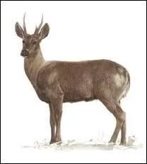 Lequel de deux sexes est cependant le plus petit ?