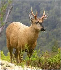 Quel est le poids des femelles, en moyenne ?