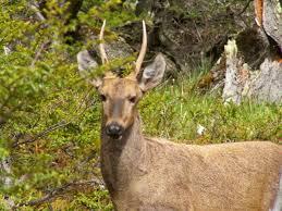 Quiz Animaux