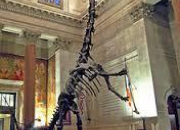Quiz Des dinosaures (3) - L'haplocanthosaurus