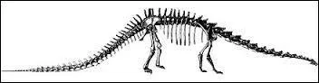 Que signifie « Haplocanthosaurus » ?