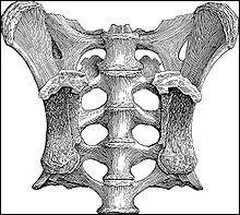 Quel aurait pu être son poids ?