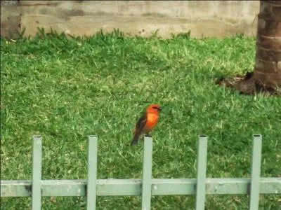Le mâle ressemble à la femelle.