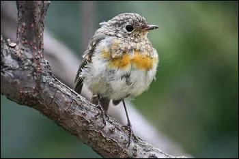 Que fait-il s'il se sent menacé ?