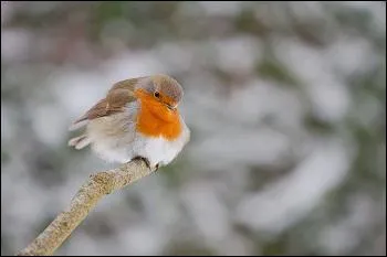 Défend-il son territoire ?