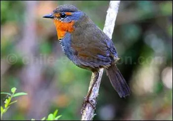 Quelle est cette espèce ?