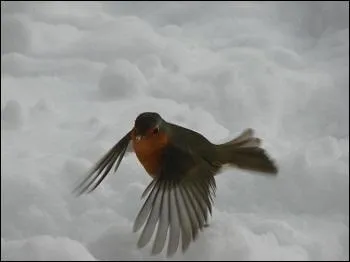 Combien de temps dure sa mue ?