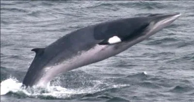 On a retrouvé plusieurs ... échoués sur cette plage.
